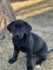 Labrador Retriever Puppies for sale in Fruita, CO 81521, USA. price: $950