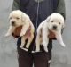 Labrador Retriever Puppies for sale in Bargaon, Uttar Pradesh, India. price: 8500 INR