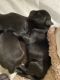 Labrador Retriever Puppies for sale in Conyers, GA, USA. price: NA