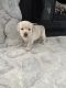Labrador Retriever Puppies for sale in Beech Grove, IN, USA. price: $800