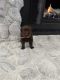 Labrador Retriever Puppies for sale in Beech Grove, IN, USA. price: $1,200