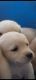 Labrador Retriever Puppies for sale in Hyderabad, Telangana, India. price: 18000 INR