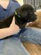 Labrador Retriever Puppies for sale in Delta, CO 81416, USA. price: NA