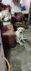 Labrador Retriever Puppies for sale in Kalkaji, New Delhi, Delhi, India. price: 10000 INR