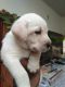Labrador Retriever Puppies for sale in Tiruppur, Tamil Nadu, India. price: 13000 INR