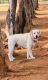 Labrador Retriever Puppies for sale in N Lalaguda Rd, Shanthi Nagar, Malkajgiri, Secunderabad, Telangana 500017, India. price: 50000 INR