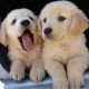 Labrador Retriever Puppies for sale in New York, NY 10023, USA. price: NA