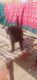 Labrador Retriever Puppies for sale in Sureliya Circle, Rita Nagar, Amraiwadi, Ahmedabad, Gujarat 380038. price: 10000 INR