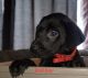 Labrador Retriever Puppies for sale in Boise, ID, USA. price: $700