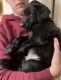 Labrador Retriever Puppies for sale in London, OH 43140, USA. price: $500