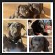 Labrador Retriever Puppies for sale in Lancaster, SC 29720, USA. price: $500