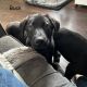 Labrador Retriever Puppies for sale in Wisconsin Rapids, WI, USA. price: $600