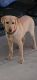 Labrador Retriever Puppies for sale in Carriere, MS 39426, USA. price: $400