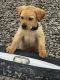 Labrador Retriever Puppies for sale in Sidney, OH 45365, USA. price: NA