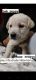 Labrador Retriever Puppies for sale in Baruipur, West Bengal 700144, India. price: 6000 INR