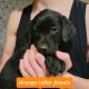 Labrador Retriever Puppies for sale in Boise, ID, USA. price: $800