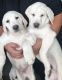 Labrador Retriever Puppies for sale in Oceanside, CA, USA. price: $1,500