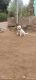 Labrador Retriever Puppies for sale in Andhra Pradesh 522330, India. price: 12000 INR