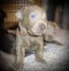Labrador Retriever Puppies for sale in Eugene, OR, USA. price: $1,500