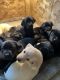 Labrador Retriever Puppies for sale in Fort Wayne, IN, USA. price: $500