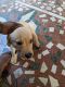 Labrador Retriever Puppies for sale in Bowenpally, Secunderabad, Telangana, India. price: NA