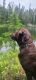 Labrador Retriever Puppies for sale in Newport, WA 99156, USA. price: NA