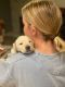 Labrador Retriever Puppies for sale in Redlands, CA 92374, USA. price: $1,000