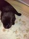 Labrador Retriever Puppies for sale in Brimley, MI 49715, USA. price: NA