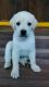 Labrador Retriever Puppies for sale in Vengalayapalem, Andhra Pradesh 522005, India. price: 20000 INR