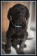 Labrador Retriever Puppies for sale in Maryville, MO 64468, USA. price: NA