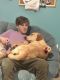 Labrador Retriever Puppies for sale in Clover, SC 29710, USA. price: $400