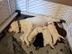 Labrador Retriever Puppies for sale in Richwood, KY 41094, USA. price: $600