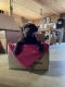 Labrador Retriever Puppies for sale in Quincy, MI 49082, USA. price: $600