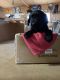 Labrador Retriever Puppies for sale in Quincy, MI 49082, USA. price: $600