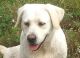 Labrador Retriever Puppies for sale in Richfield, PA 17086, USA. price: $650