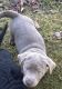 Labrador Retriever Puppies for sale in Logan, OH 43138, USA. price: NA