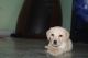 Labrador Retriever Puppies for sale in Hyderabad, Telangana, India. price: 12000 INR