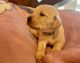 Labrador Retriever Puppies for sale in Marengo, IL 60152, USA. price: NA