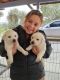 Labrador Retriever Puppies for sale in Yucca Valley, CA 92284, USA. price: $1,500