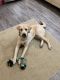 Labrador Retriever Puppies for sale in Vernon Center, NY 13477, USA. price: NA