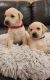 Labrador Retriever Puppies for sale in Walla Walla, WA 99362, USA. price: $800