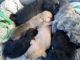 Labrador Retriever Puppies for sale in 1234 Martin St, Nashville, TN 37203, USA. price: NA