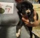 Labrador Retriever Puppies for sale in Wise, VA 24293, USA. price: $100