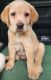 Labrador Retriever Puppies for sale in Burlington, WV 26710, USA. price: $800
