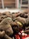 Labrador Retriever Puppies for sale in 835 W 3rd St, Eddy, TX 76524, USA. price: NA