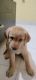 Labrador Retriever Puppies for sale in L B Shastri Nagar Rd, Islampur, Vimanapura, Bengaluru, Karnataka 560017, India. price: 8000 INR