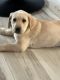 Labrador Retriever Puppies for sale in Brighton, CO, USA. price: NA