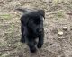 Labrador Retriever Puppies for sale in Fruitport Charter Twp, MI, USA. price: NA