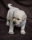 Labrador Retriever Puppies for sale in Alpharetta, GA, USA. price: $800