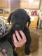 Labrador Retriever Puppies for sale in Grand Junction, CO, USA. price: $250